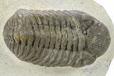Detailed Morocops Trilobite - Ofaten, Morocco #272833-2
